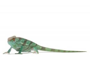 Calumma parsonii